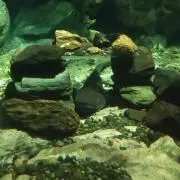 えちょの画像