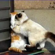 Youの画像