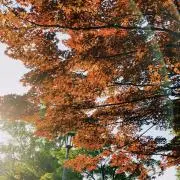 氷の画像