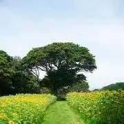 モアイの画像