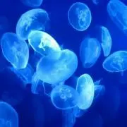 ぷか  ☆プロフ必読お願いします☆の画像