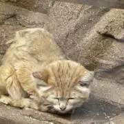 karyの画像