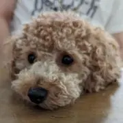 ディオの画像