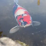 ででで大王☆月・水発送☆の画像