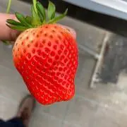 ママチの画像
