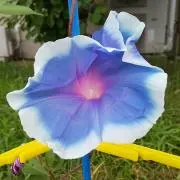 あさがおの画像