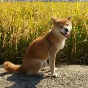 ななこの画像