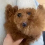 ミヤ