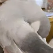 文鳥日和の画像