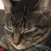 セレの画像