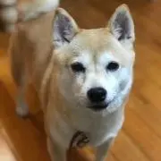 ゆみのじの画像