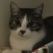 ねこぬこ