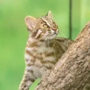 K-TARO プロフ全文をお読みくださいの画像