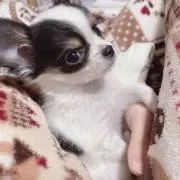 ラテ