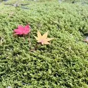 cloverの画像