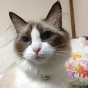 chakoの画像