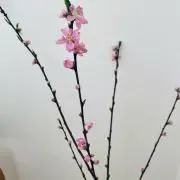あわせの画像