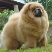 チャウチャウ