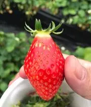 どっくん