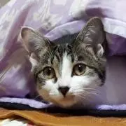 まるの画像