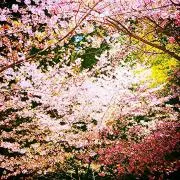icecold-redhotプロフ必読
