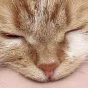miku93399の画像