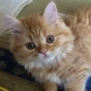 れいきち