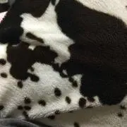 パンダ犬の画像