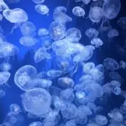 セ