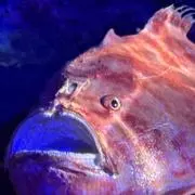 ゆせの画像