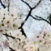 ろー