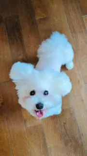 ハナの画像