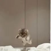いちごあめの画像