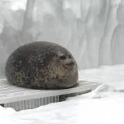 かずのこ