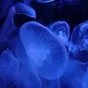 金額交渉コメントOK♡＊mamas-aiの画像