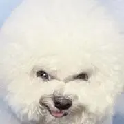 ぱむの画像