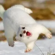 masa Naka