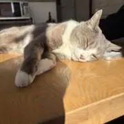 むむの画像