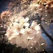 花＊花