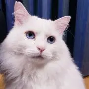 ごんたのぱぱ