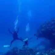 Sitaの画像