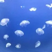 まいの画像