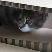 なつみかんの画像