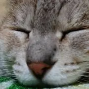 雅