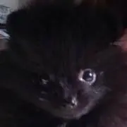 黒ポメ天ちゃん