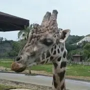 honPOの画像