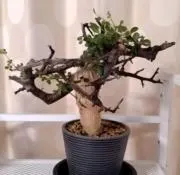 コゲパンの画像