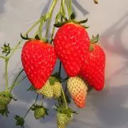 THOMOSの画像