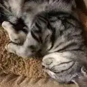トナの画像