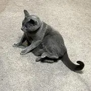 アヤの画像